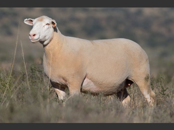 DZ240363 | 2 STEYNS BOERDERY