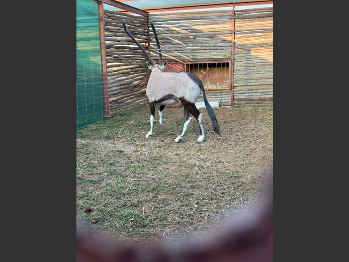 GEMSBOK BUL