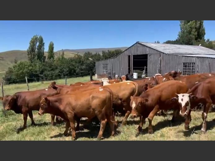 Bonsmara/Bradford kruis