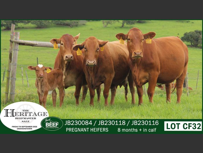 Commercial Animals | Just Beef