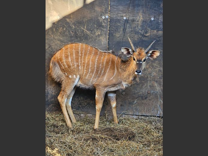 NYALA | GHOST TRADING