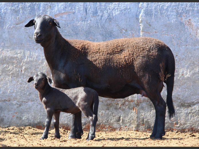 CRL 24.677 | Riaan Liebernberg - Hanri Meatmasters