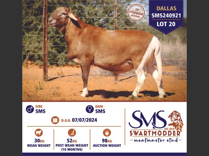 SMS240921 | SWARTMODDER MEATMASTER STUD