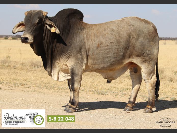 S-B2248 | SCHLEBUSCH BOERDERY BK