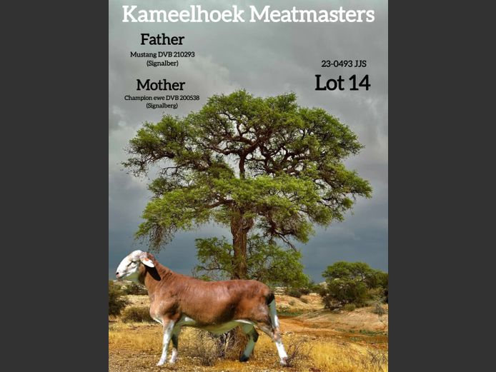 23-0493 JJS | KAMEELHOEK (Joché Schoeman)