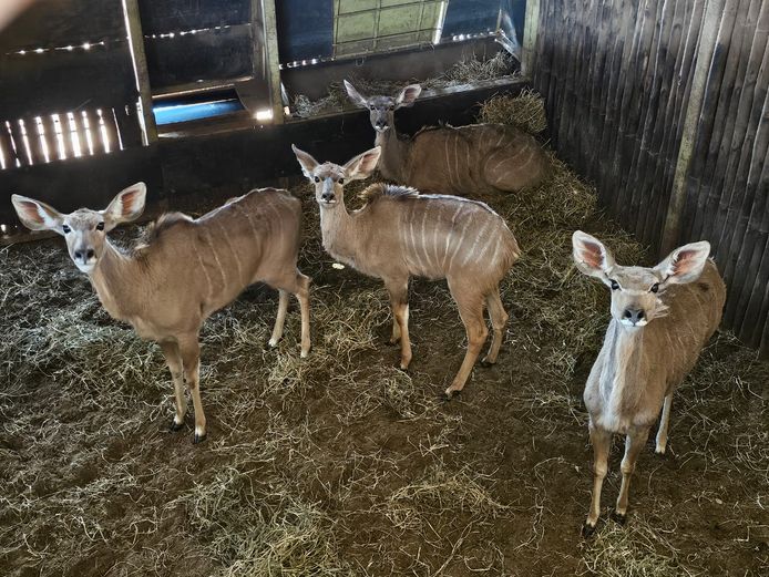 KUDU | LEBENKELE