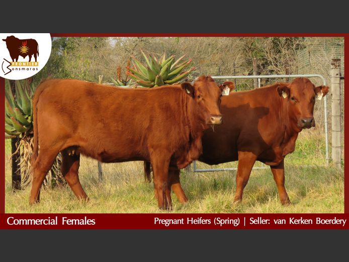 Commercial Animals | van Kerken Boerdery