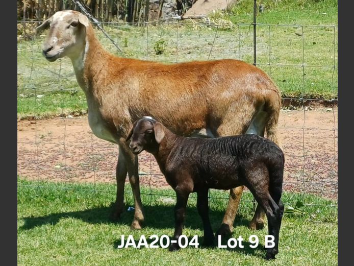 JAA 20-04 | Aucamp Meatmasters