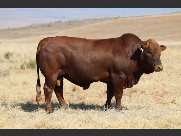 HBH 240015 | CLARK CATTLE COMPANY PTY LTD