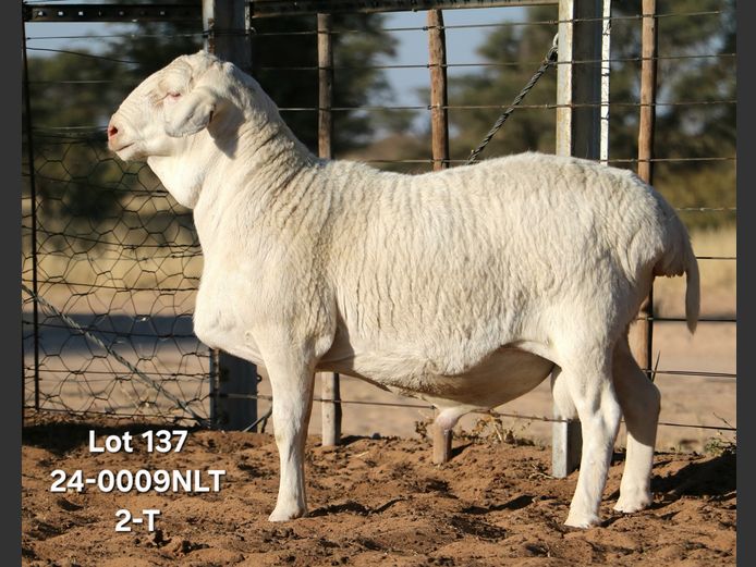 24-0009NLT | A KRENZ