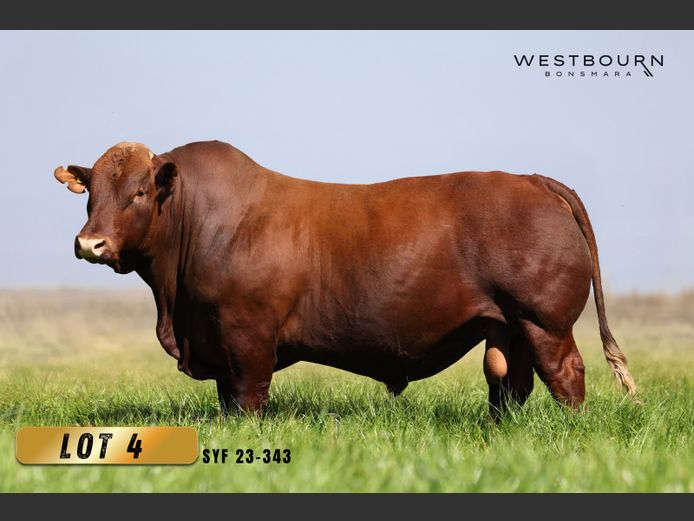 SYF 230343 | WESTBOURN BONSMARAS