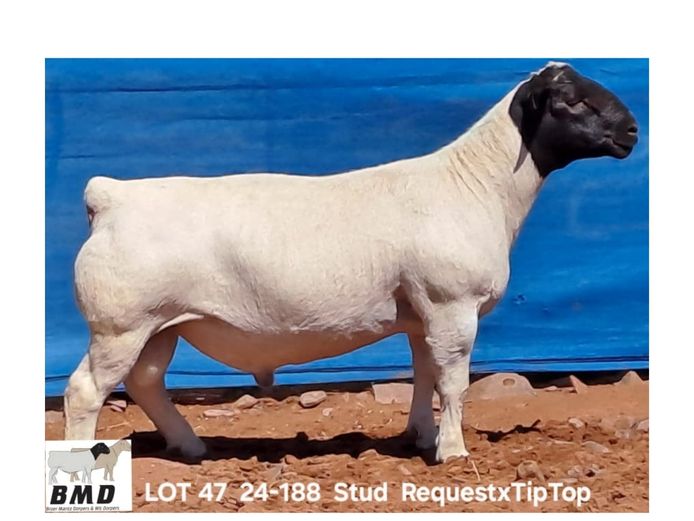 24-188 | BROER MARITZ DORPERS