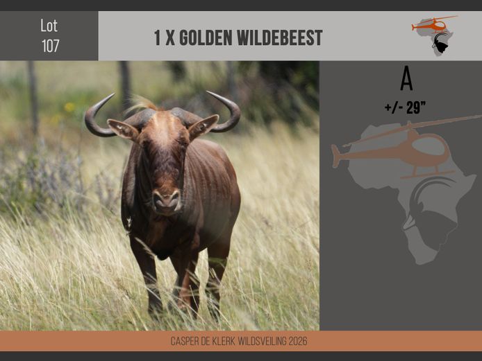 Golden Wildebeest (+- 29")
