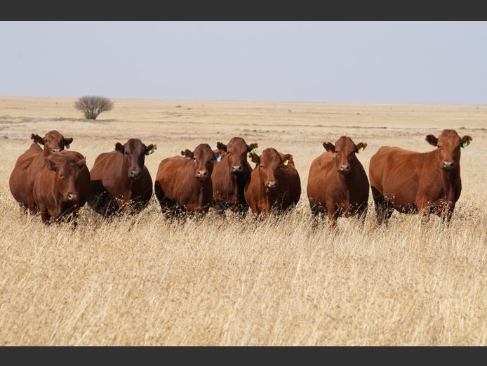 Commercial Animals | GERMAR AGRI