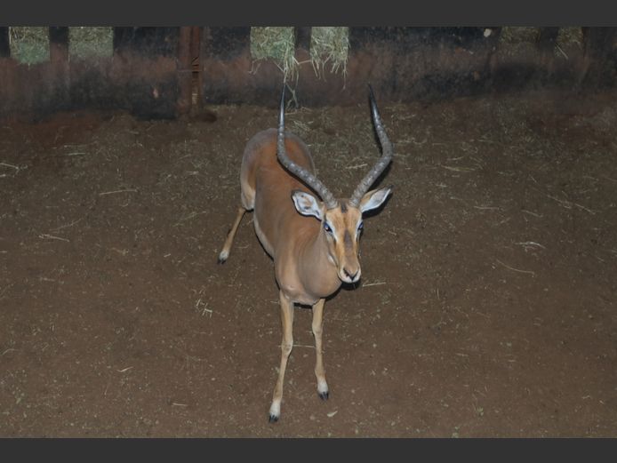 Rooibok