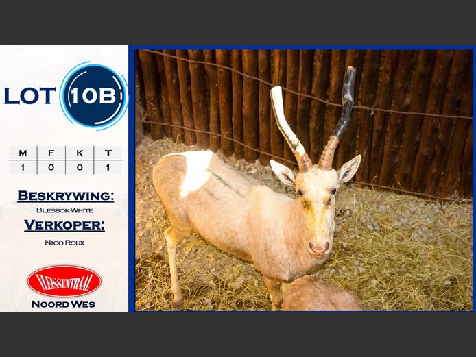 Blesbok White
