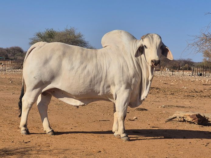 22-0042DN | DANECO BRAHMAN STOET