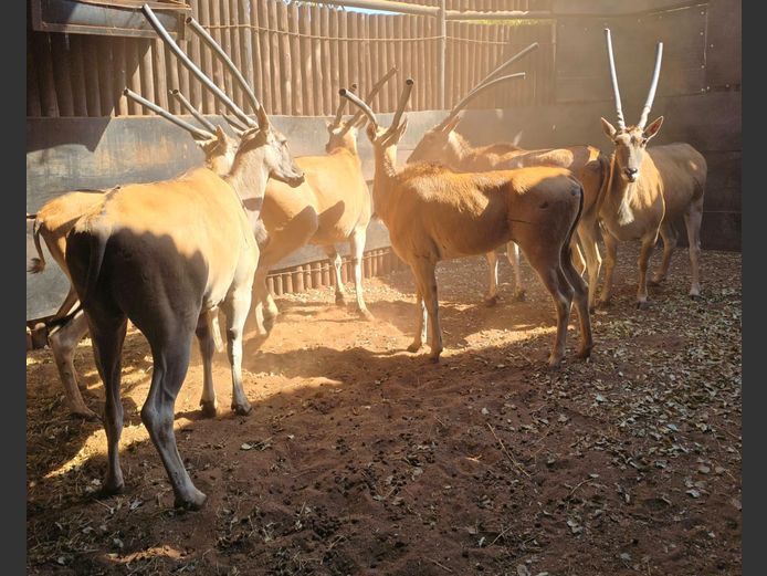 ELAND KOEIE
