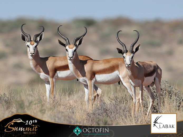 17 6/8" Springbok Ram