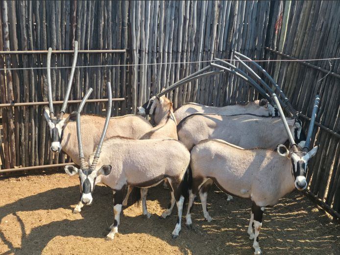 GEMSBOK | HANLEY 1
