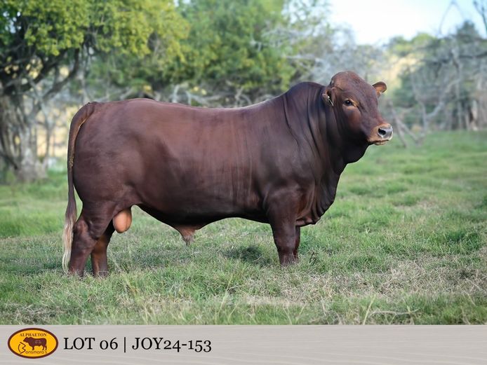 JOY240153 | FETTING LIVESTOCK TRUST