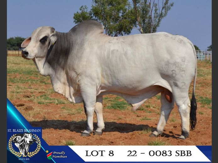 22-0083SBB | ST. BLAIZE BRAHMAN STOET