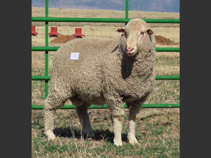 48 | Rooipoort Poenskop Merinos                
