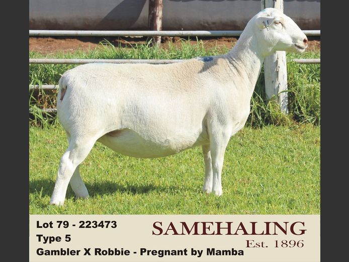 23473-331 | SAMEHALING  WIT DORPERS