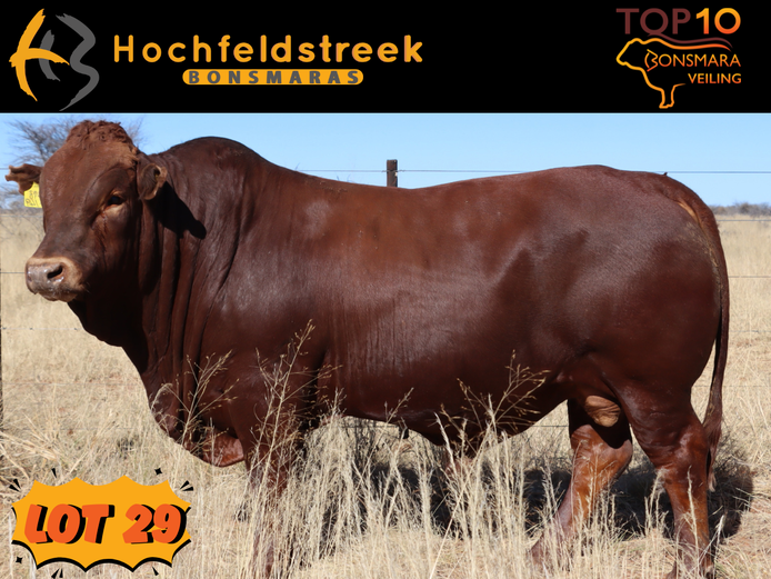 HOCHFELDSTREEK BONSMARAS | HMB 220149