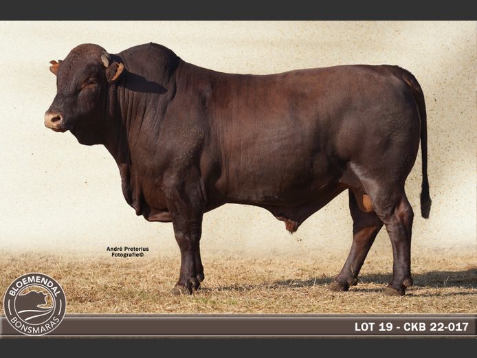 CKB220017