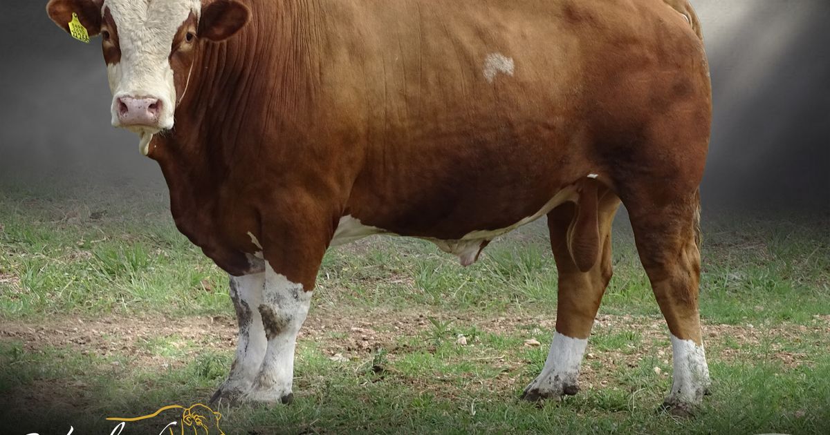 Lot 7 | CENTRAL SELECT BULL AUCTION | SwiftVEE | South Africa’s Leading ...