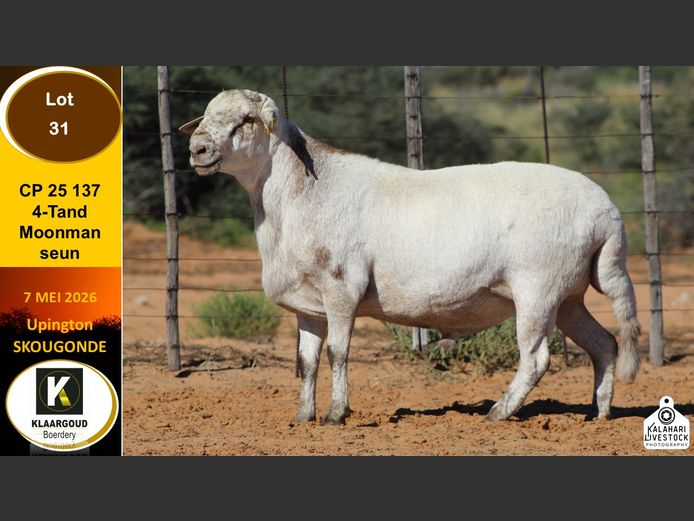 CP 25 137 | KLAARGOUD BOERDERY