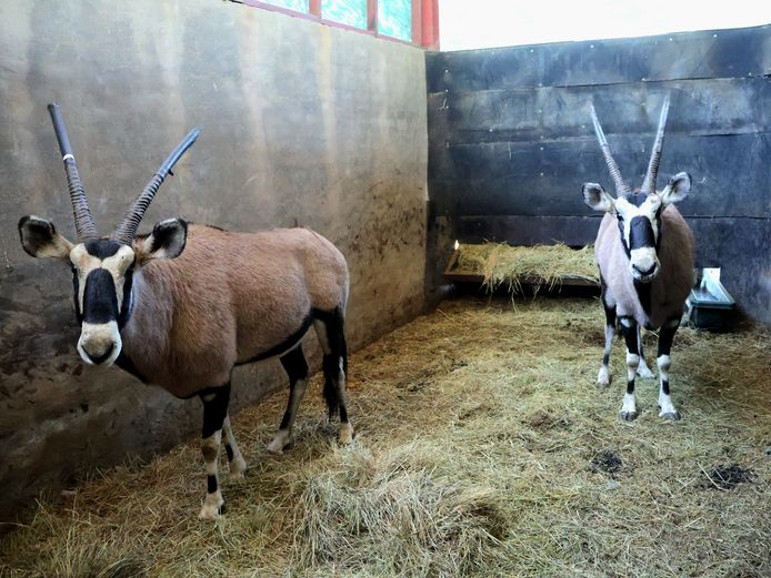 GEWONE GEMSBOK | AL BADENHORST