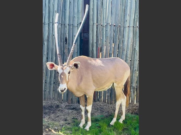 Goue Gemsbok Bul