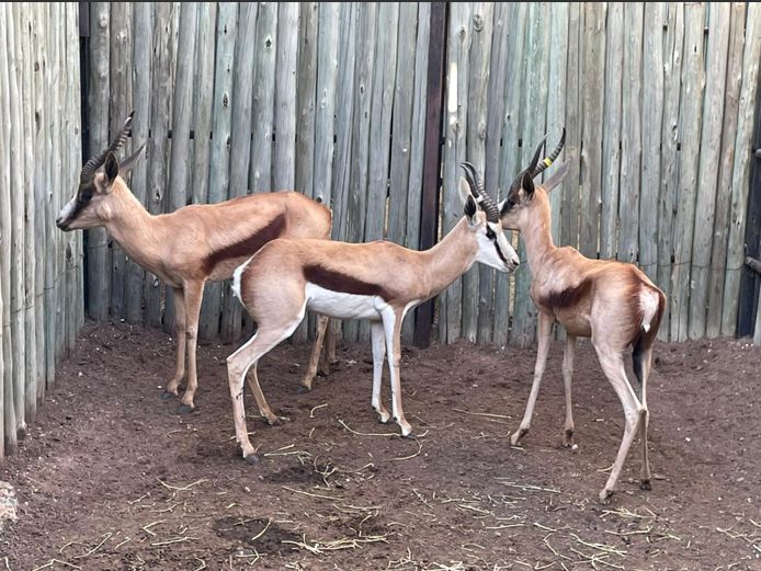 Koper Springbok