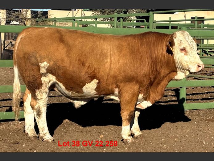 GV22258 | VOIGTLAND SIMMENTALER