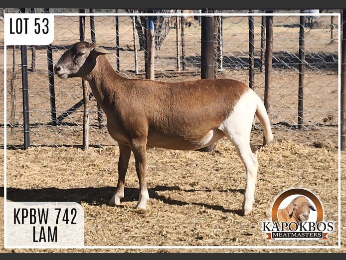 KPBW742 | Kapokbos Meatmasters