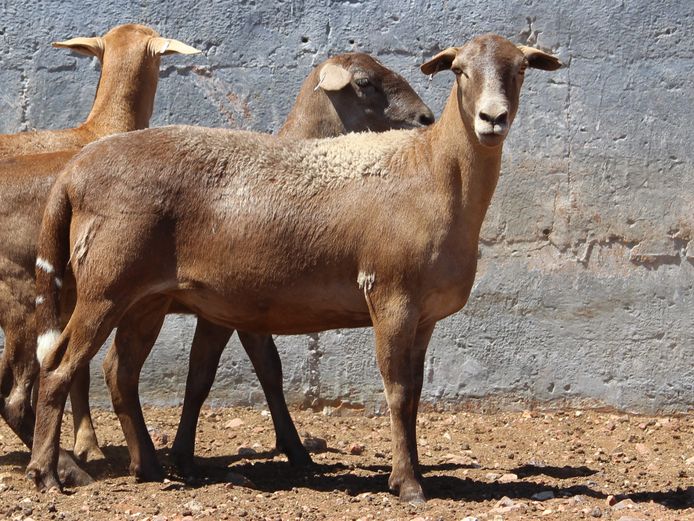 CRL 24.290 | Riaan Liebernberg - Hanri Meatmasters