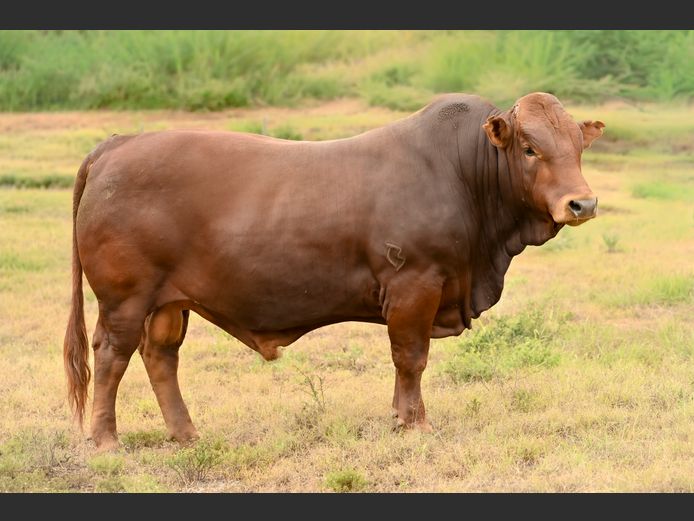 JOY 240067 | FETTING LIVESTOCK TRUST