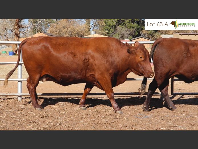 Kommersiële Vroulike Diere