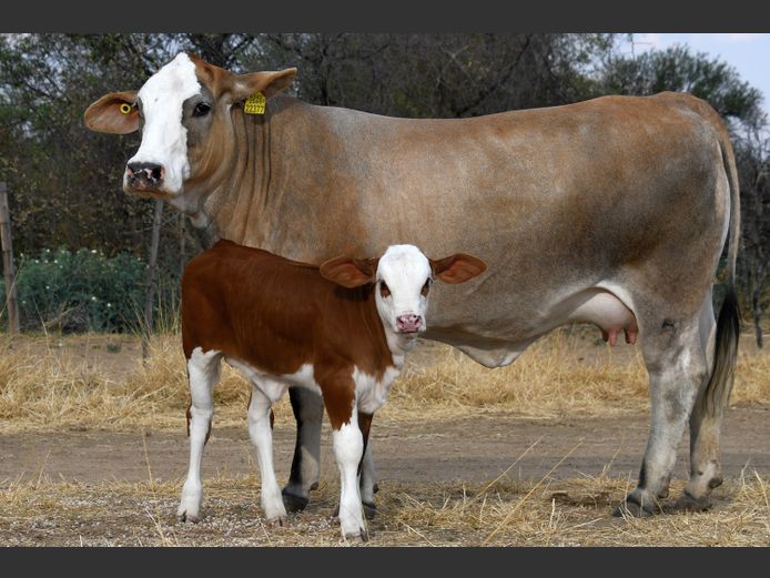 MW22377C | MICA SIMBRA