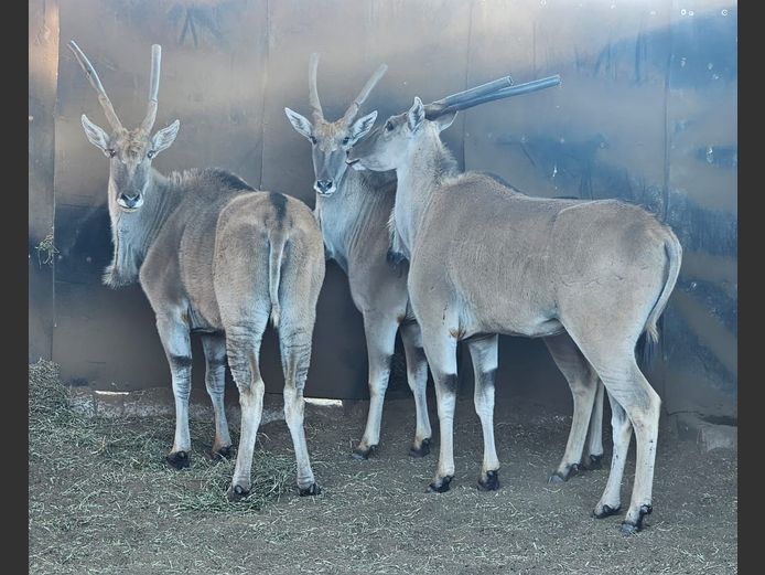 ELAND | PRINS GAME