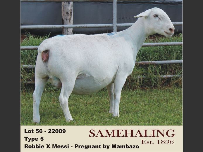 22009-331 | SAMEHALING  WIT DORPERS