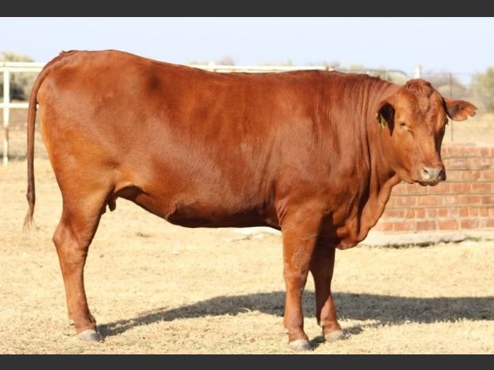 AB230088 | CCR BEEF (PTY) LTD