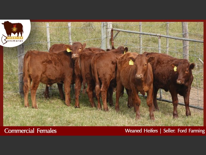 Commercial Animals | Ford Farming