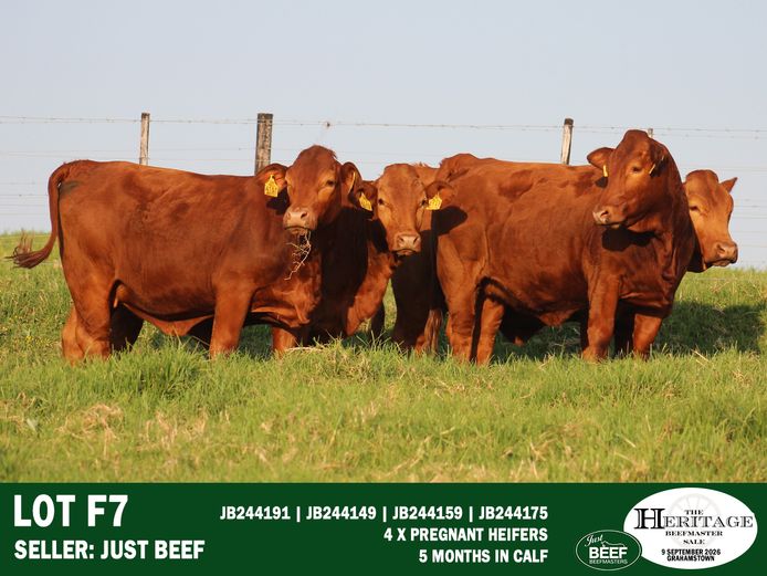 Female Animals | Just Beef
