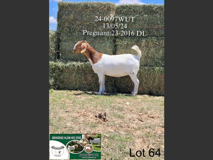 24-0097WUT | ORIVEREKE KLEINVEE STUD