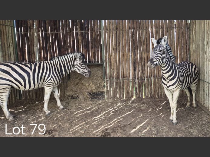ZEBRA | NICO HENDRIKS