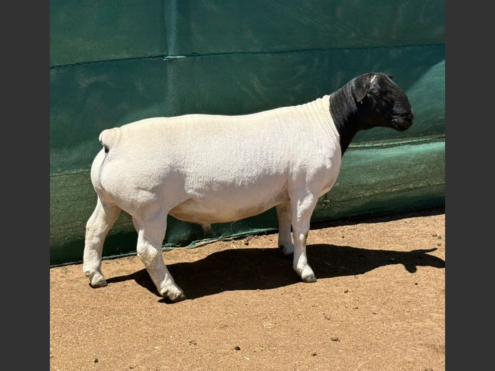 248176 | Ivor & Leroy Phillips