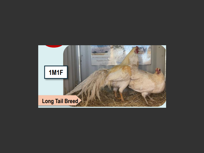 WHITE YOKOHAMA | ANNUAL MYTILUS AND ELOFF